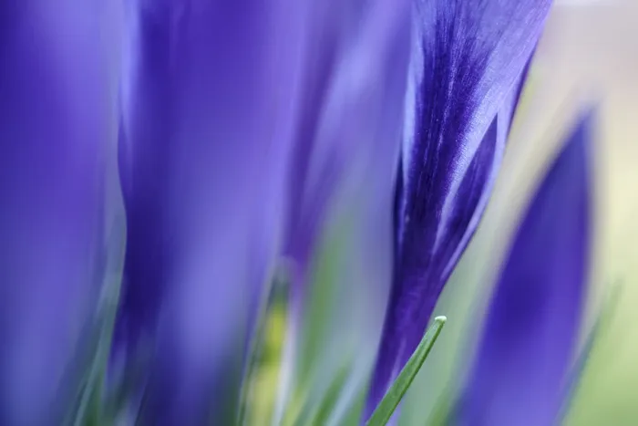 Gerahmter Druck : Elfen-Krokus (Crocus tommasinianus) Gerahmter Druck : Elfen-Krokus (Crocus tommasinianus)