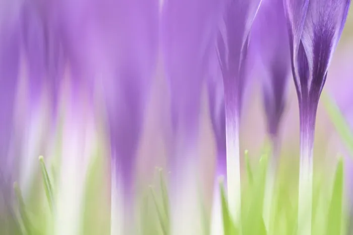 Gerahmter Druck : Elfen-Krokus (Crocus tommasinianus)
