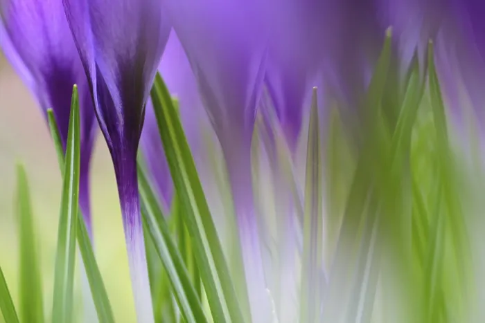 Gerahmter Druck : Elfen-Krokus (Crocus tommasinianus) Gerahmter Druck : Elfen-Krokus (Crocus tommasinianus)