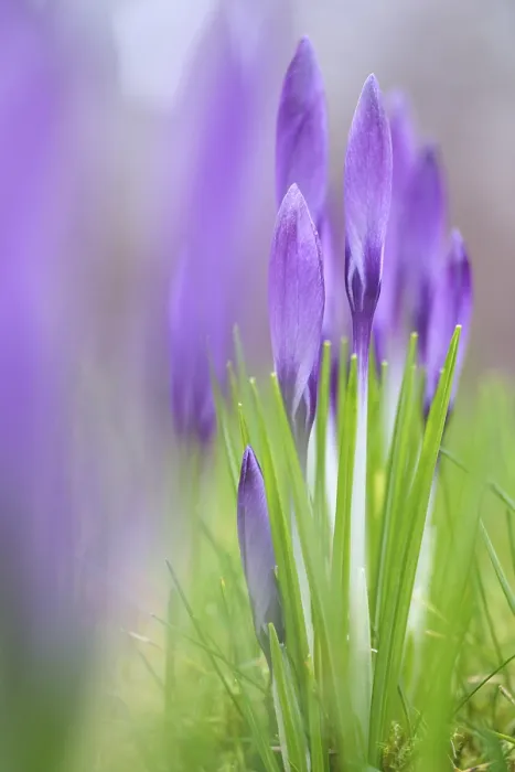 Gerahmter Druck : Elfen-Krokus (Crocus tommasinianus) Gerahmter Druck : Elfen-Krokus (Crocus tommasinianus)