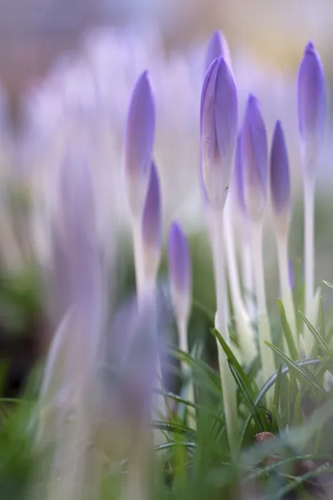 Gerahmter Druck : Elfen-Krokus (Crocus tommasinianus) Gerahmter Druck : Elfen-Krokus (Crocus tommasinianus)
