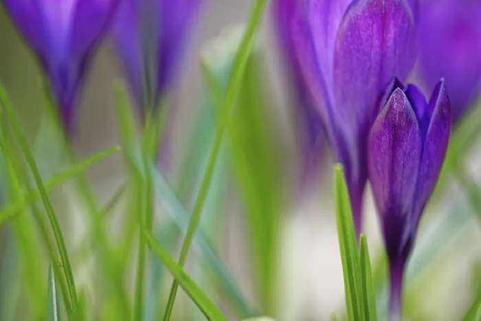 Gerahmter Druck : Elfen-Krokus (Crocus tommasinianus) Gerahmter Druck : Elfen-Krokus (Crocus tommasinianus)