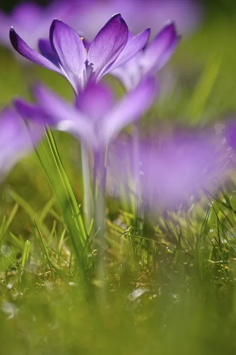 Gerahmter Druck : Elfen-Krokus (Crocus tommasinianus) Gerahmter Druck : Elfen-Krokus (Crocus tommasinianus)