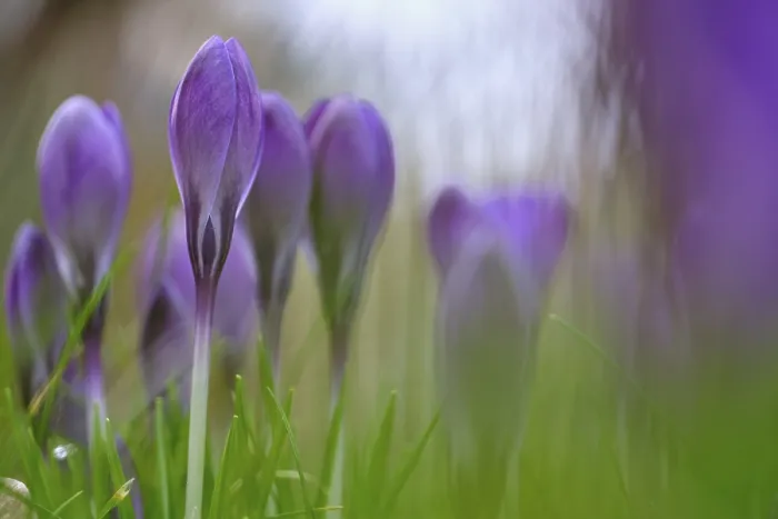Gerahmter Druck : Elfen-Krokus (Crocus tommasinianus) Gerahmter Druck : Elfen-Krokus (Crocus tommasinianus)