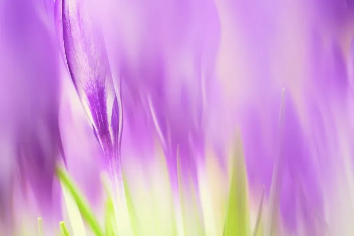 Gerahmter Druck : Elfen-Krokus (Crocus tommasinianus)