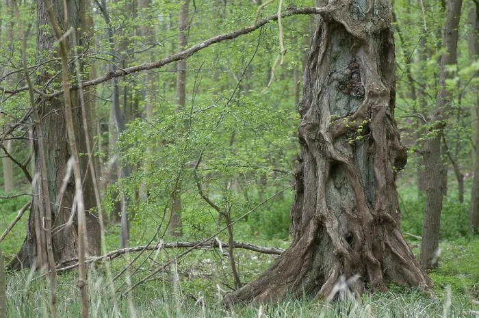 Gerahmter Druck : Ulme, Baum, Bäume, Frühling, Laubwald. Gerahmter Druck : Ulme, Baum, Bäume, Frühling, Laubwald.