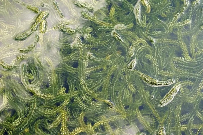 Gerahmter Druck : Elodea canadensis Gerahmter Druck : Elodea canadensis