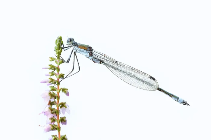 Gerahmter Druck : Smaragdlibellenart (Lestes sponsa) Gerahmter Druck : Smaragdlibellenart (Lestes sponsa)