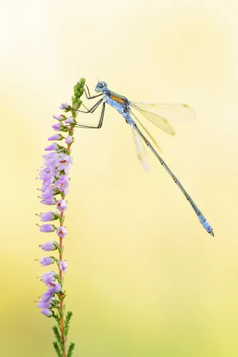 Gerahmter Druck : Smaragdlibellenart (Lestes sponsa) Gerahmter Druck : Smaragdlibellenart (Lestes sponsa)