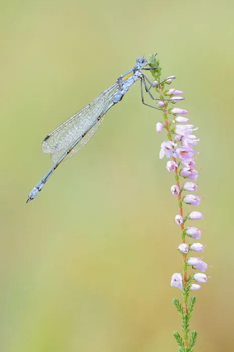 Gerahmter Druck : Smaragdlibellenart (Lestes sponsa) Gerahmter Druck : Smaragdlibellenart (Lestes sponsa)