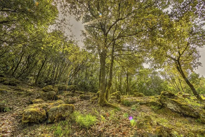 Gerahmter Druck : Verzauberte Wald, Flechten, Wald. Gerahmter Druck : Verzauberte Wald, Flechten, Wald.