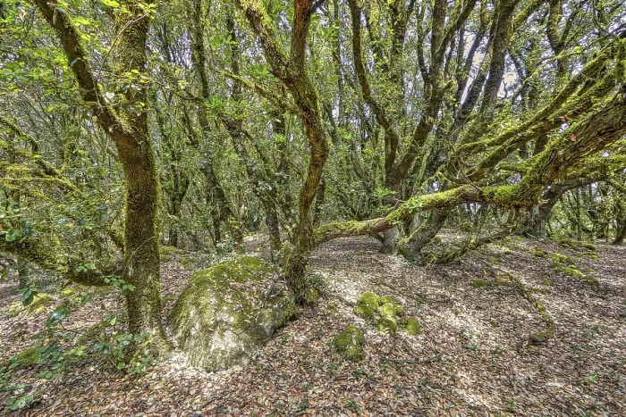 Gerahmter Druck : Verzauberte Wald, Flechten, Wald. Gerahmter Druck : Verzauberte Wald, Flechten, Wald.