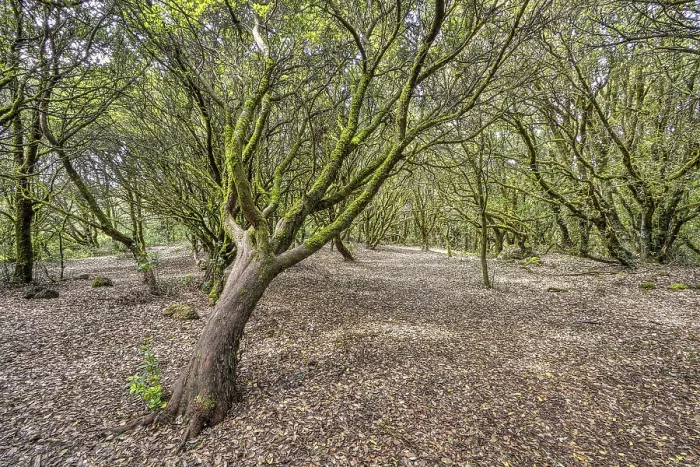 Gerahmter Druck : Verzauberte Wald, Flechten, Wald. Gerahmter Druck : Verzauberte Wald, Flechten, Wald.