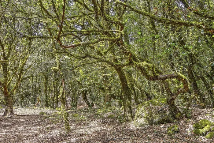 Gerahmter Druck : Verzauberter Wald, Flechten, Wald Gerahmter Druck : Verzauberter Wald, Flechten, Wald