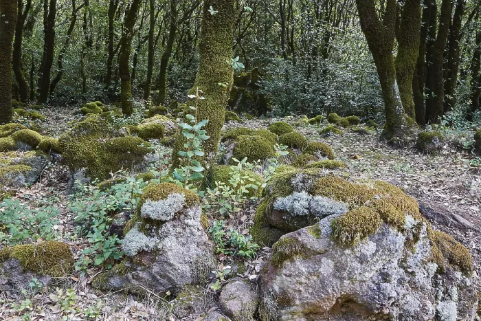 Gerahmter Druck : Verzauberte Wald, Flechten, Wald. Gerahmter Druck : Verzauberte Wald, Flechten, Wald.