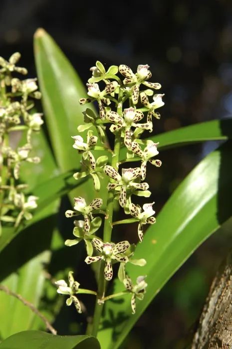 Gerahmter Druck : Orchideen Encycila spec. Gerahmter Druck : Orchideen Encycila spec.