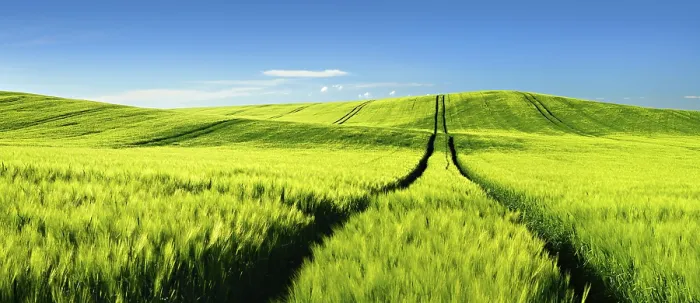 Gerahmter Druck : Endloses grünes Roggenfeld in der Frühling. Gerahmter Druck : Endloses grünes Roggenfeld in der Frühling.