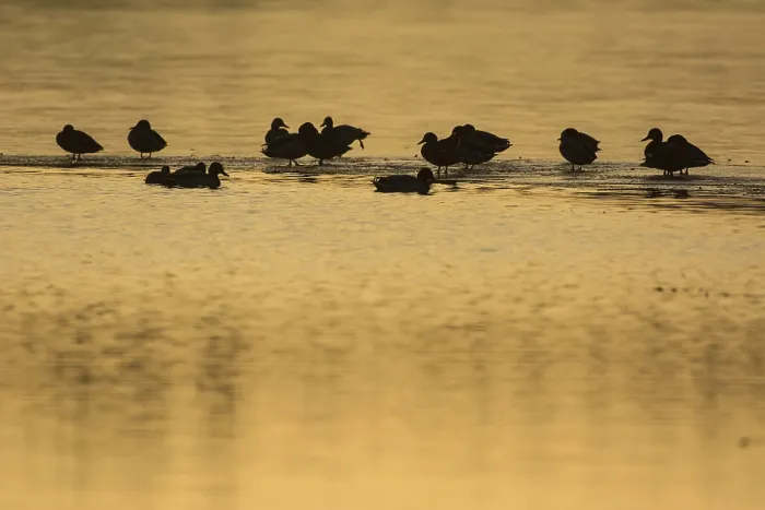 Gerahmter Druck : Enten, Eisfläche, Enten, Eis Gerahmter Druck : Enten, Eisfläche, Enten, Eis