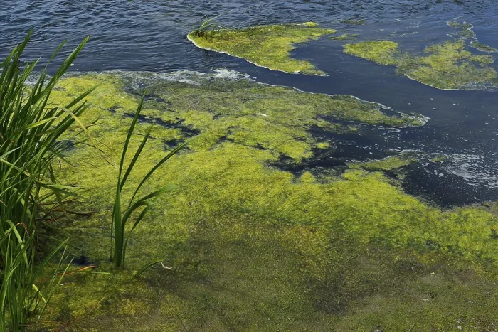 Gerahmter Druck : Umwelt, Algenbildung im Fluss. Gerahmter Druck : Umwelt, Algenbildung im Fluss.