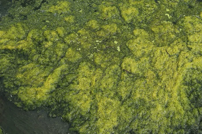 Gerahmter Druck : Umwelt, Algenbildung im Fluss. Gerahmter Druck : Umwelt, Algenbildung im Fluss.