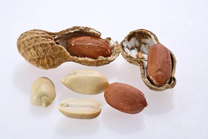 Gerahmter Druck : Erntenüsse | Erdnüsse Gerahmter Druck : Erntenüsse | Erdnüsse