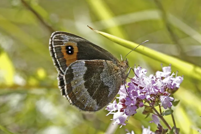 Gerahmter Druck : Erebia aethiops, Waldteufel Gerahmter Druck : Erebia aethiops, Waldteufel