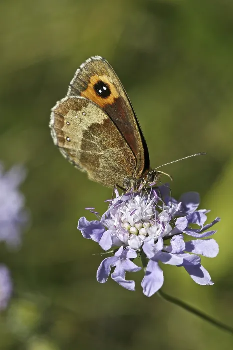 Gerahmter Druck : Erebia aethiops, Waldteufel Gerahmter Druck : Erebia aethiops, Waldteufel