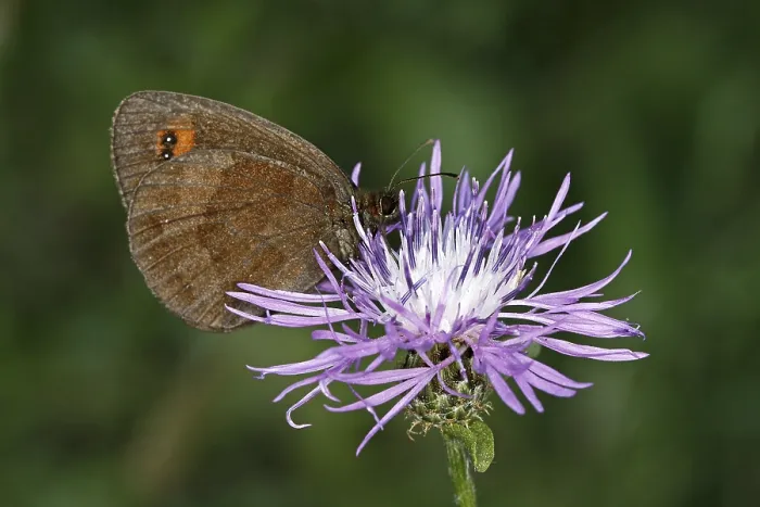 Gerahmter Druck : Erebia aethiops, Waldteufel Gerahmter Druck : Erebia aethiops, Waldteufel