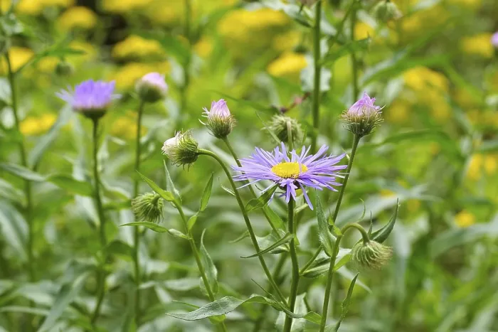 Gerahmter Druck : Erigeron pulchellus, ein Berufskraut.