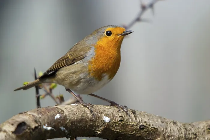 Gerahmter Druck : Erithacus rubecula, Rotkehlchen, Rotkehlchen Gerahmter Druck : Erithacus rubecula, Rotkehlchen, Rotkehlchen
