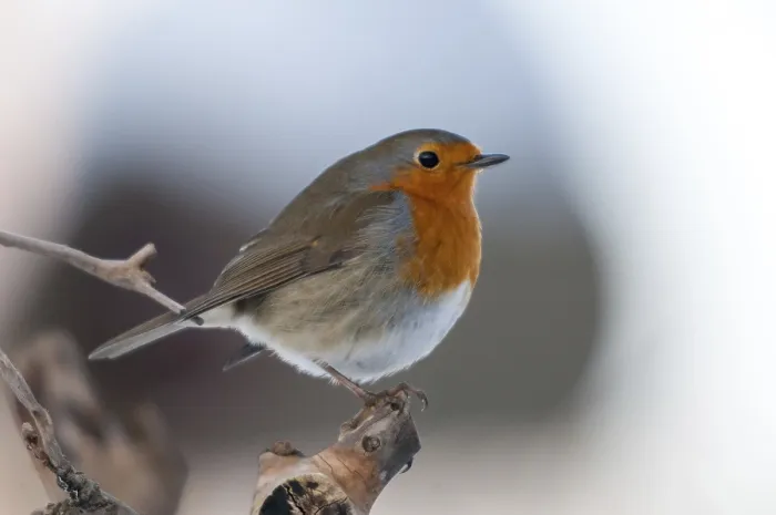 Gerahmter Druck : Erithacus rubecula, Rotkehlchen, Rotkehlchen