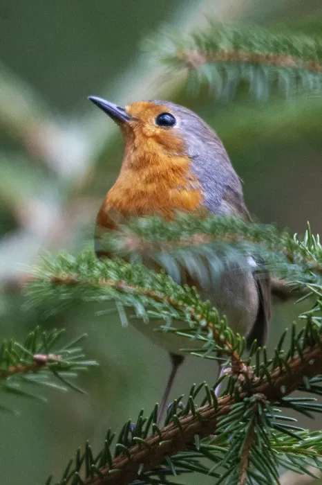 Gerahmter Druck : Erithacus rubecula, Rotkehlchen, Rotkehlchen Gerahmter Druck : Erithacus rubecula, Rotkehlchen, Rotkehlchen