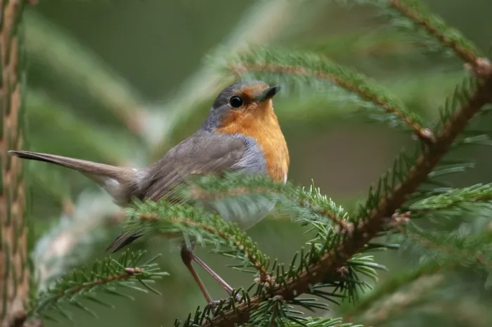 Gerahmter Druck : Erithacus rubecula, Rotkehlchen, Rotkehlchen Gerahmter Druck : Erithacus rubecula, Rotkehlchen, Rotkehlchen