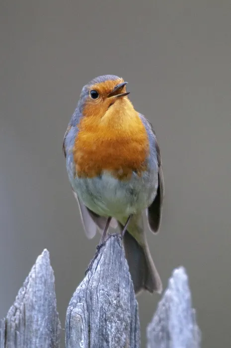 Gerahmter Druck : Erithacus Rubecula, Robin, Robins Gerahmter Druck : Erithacus Rubecula, Robin, Robins