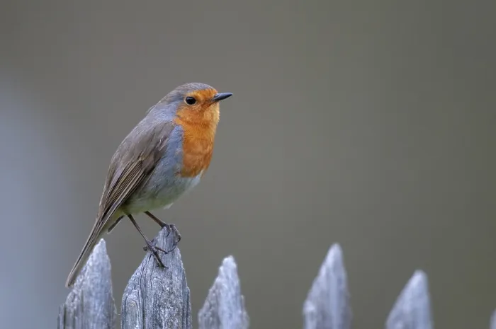 Gerahmter Druck : Erithacus rubecula, Rotkehlchen, Rotkehlchen Gerahmter Druck : Erithacus rubecula, Rotkehlchen, Rotkehlchen