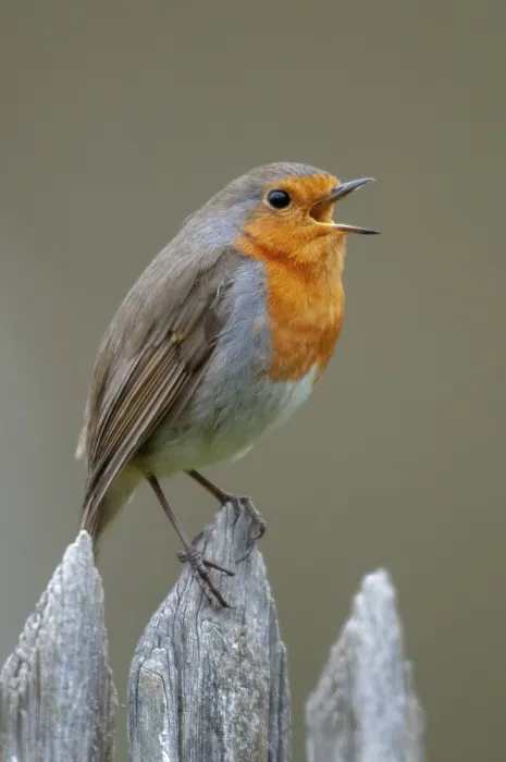 Gerahmter Druck : Erithacus rubecula, Rotkehlchen, Rotkehlchen Gerahmter Druck : Erithacus rubecula, Rotkehlchen, Rotkehlchen