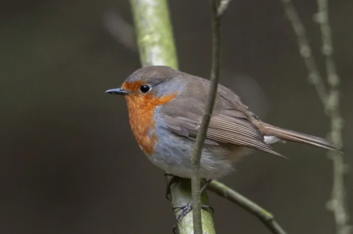 Gerahmter Druck : Erithacus rubecula, Rotkehlchen, Rotkehlchen Gerahmter Druck : Erithacus rubecula, Rotkehlchen, Rotkehlchen