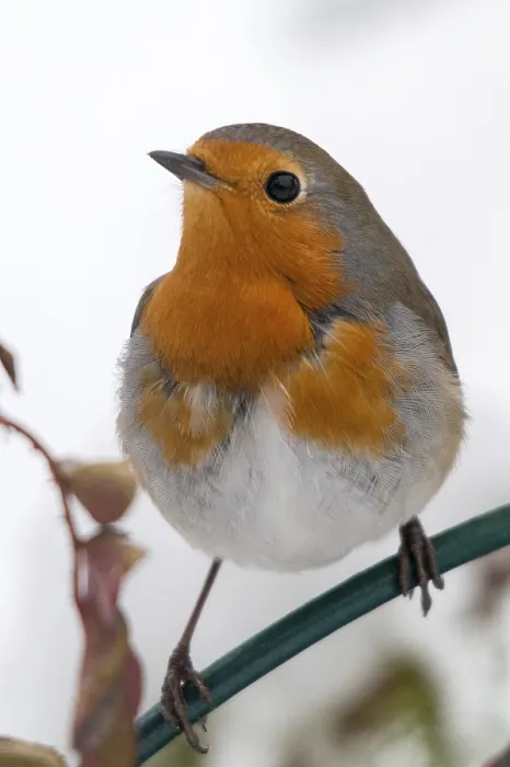 Gerahmter Druck : Erithacus rubecula, Rotkehlchen, Rotkehlchen Gerahmter Druck : Erithacus rubecula, Rotkehlchen, Rotkehlchen