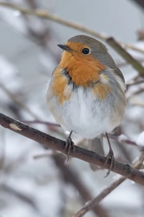 Gerahmter Druck : Erithacus rubecula, Rotkehlchen, Rotkehlchen Gerahmter Druck : Erithacus rubecula, Rotkehlchen, Rotkehlchen
