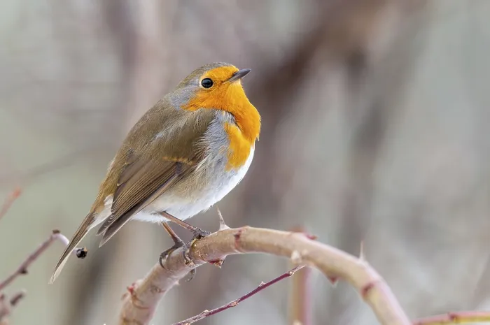 Gerahmter Druck : Erithacus rubecula, Rotkehlchen, Rotkehlchen Gerahmter Druck : Erithacus rubecula, Rotkehlchen, Rotkehlchen