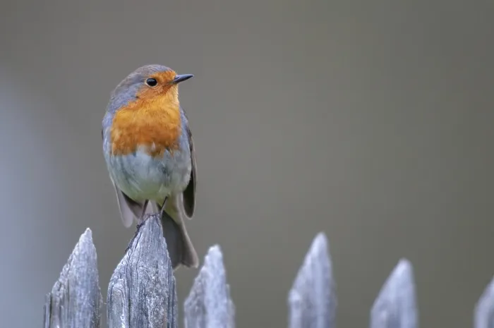 Gerahmter Druck : Erithacus rubecula, Robin, Robine