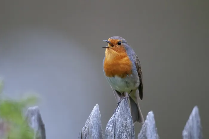 Gerahmter Druck : Erithacus rubecula, Rotkehlchen, Rotkehlchen Gerahmter Druck : Erithacus rubecula, Rotkehlchen, Rotkehlchen