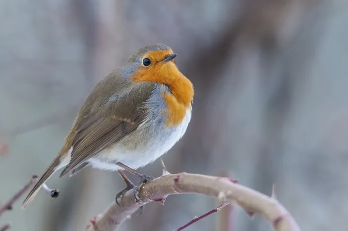 Gerahmter Druck : Erithacus rubecula, Rotkehlchen, Rotkehlchen Gerahmter Druck : Erithacus rubecula, Rotkehlchen, Rotkehlchen