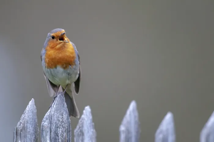 Gerahmter Druck : Erithacus rubecula, Rotkehlchen, Rotkehlchen Gerahmter Druck : Erithacus rubecula, Rotkehlchen, Rotkehlchen
