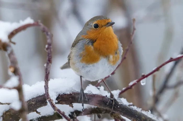Gerahmter Druck : Erithacus rubecula, Rotkehlchen, Rotkehlchen Gerahmter Druck : Erithacus rubecula, Rotkehlchen, Rotkehlchen