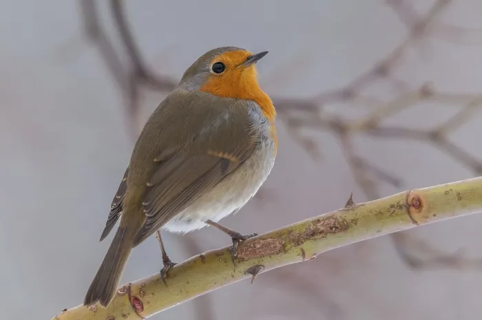 Gerahmter Druck : Erithacus rubecula, Rotkehlchen, Rotkehlchen Gerahmter Druck : Erithacus rubecula, Rotkehlchen, Rotkehlchen