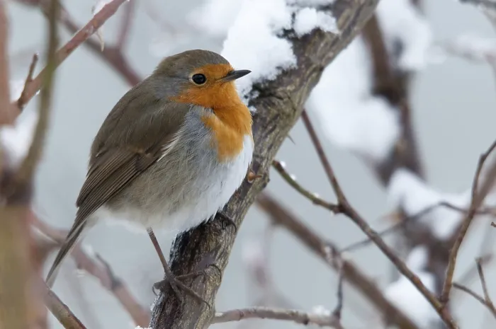 Gerahmter Druck : Erithacus rubecula, Rotkehlchen, Rotkehlchen