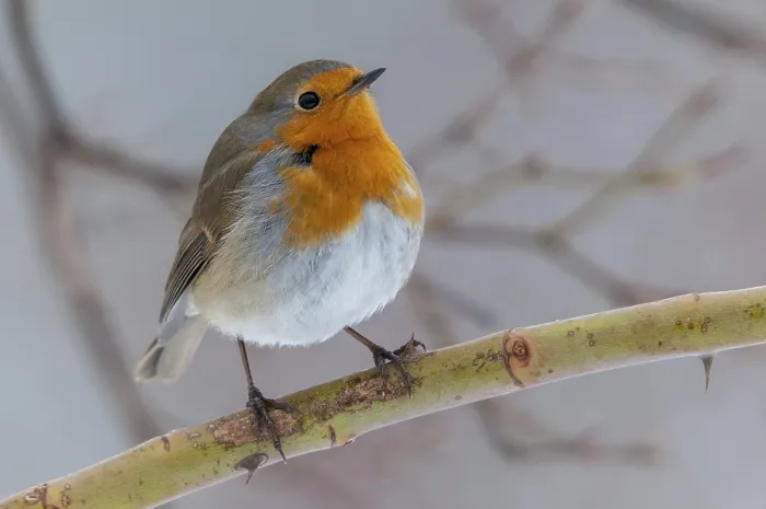 Gerahmter Druck : Erithacus rubecula, Rotkehlchen, Rotkehlchen Gerahmter Druck : Erithacus rubecula, Rotkehlchen, Rotkehlchen