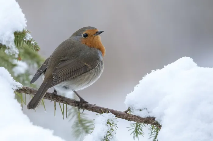 Gerahmter Druck : Erithacus rubecula, Rotkehlchen, Rotkehlchen Gerahmter Druck : Erithacus rubecula, Rotkehlchen, Rotkehlchen