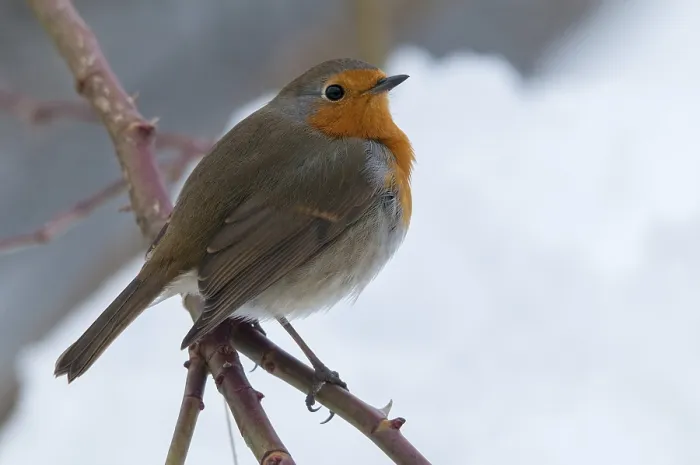 Gerahmter Druck : Erithacus rubecula, Rotkehlchen, Rotkehlchen Gerahmter Druck : Erithacus rubecula, Rotkehlchen, Rotkehlchen